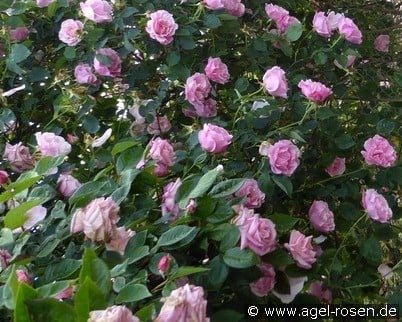 Mme. Grégoire Staechelin (Kletterrose) Bild der Rose 'Mme. Grégoire Staechelin' (Kletterrose)
