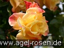 Bild der Rose 'Moonlight' (Kletterrose)