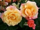 Moonlight (Kletterrose) Bild der Rose 'Moonlight' (Kletterrose)
