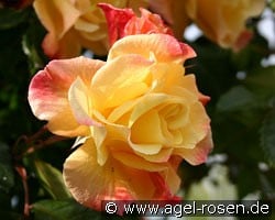 Moonlight (Kletterrose) Bild der Rose 'Moonlight' (Kletterrose)
