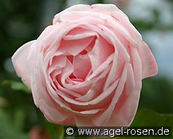 Morning Dawn (Kletterrose) Bild der Rose 'Morning Dawn' (Kletterrose)