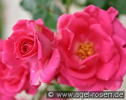 Morning Jewel (Kletterrose) Bild der Rose 'Morning Jewel' (Kletterrose)