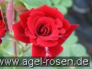 Bild der Rose 'Mushimara' (Kletterrose)