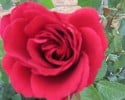 Mushimara (Kletterrose) Bild der Rose 'Mushimara' (Kletterrose)