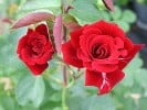 Mushimara (Kletterrose) Bild der Rose 'Mushimara' (Kletterrose)