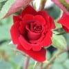 Mushimara (Kletterrose) Bild der Rose 'Mushimara' (Kletterrose)