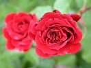 Mushimara (Kletterrose) Bild der Rose 'Mushimara' (Kletterrose)