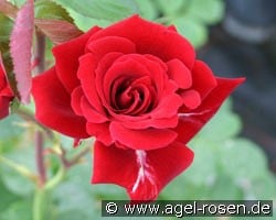 Mushimara (Kletterrose) Bild der Rose 'Mushimara' (Kletterrose)