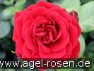 Bild der Rose 'Naheglut' (Kletterrose)