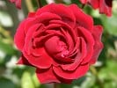 Naheglut (Kletterrose) Bild der Rose 'Naheglut' (Kletterrose)