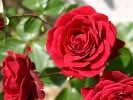 Naheglut (Kletterrose) Bild der Rose 'Naheglut' (Kletterrose)