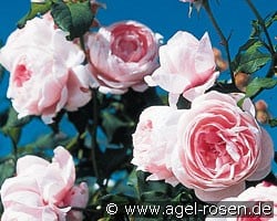 Nahéma (Kletterrose) Bild der Rose 'Nahéma' (Kletterrose)