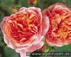 Papi Delbard (Kletterrose) Bild der Rose 'Papi Delbard' (Kletterrose)