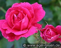 Parade-Rose 1953 (Kletterrose) Bild der Rose 'Parade-Rose 1953' (Kletterrose)
