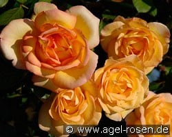 Parure d'Or (Kletterrose) Bild der Rose 'Parure d'Or' (Kletterrose)