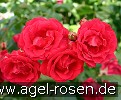 Bild der Rose 'Pauls Scarlet Climber' (Kletterrose)