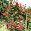 Pauls Scarlet Climber (Kletterrose) Bild der Rose 'Pauls Scarlet Climber' (Kletterrose)