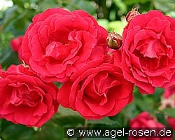 Pauls Scarlet Climber (Kletterrose) Bild der Rose 'Pauls Scarlet Climber' (Kletterrose)
