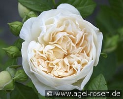 Perpetually Yours (Kletterrose) Bild der Rose 'Perpetually Yours' (Kletterrose)