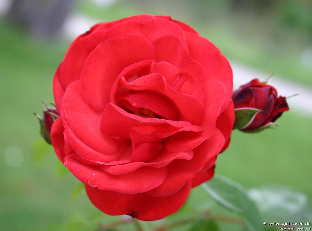 Bild der Rose 'Phare' (Kletterrose)