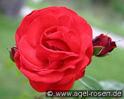 Phare (Kletterrose) Bild der Rose 'Phare' (Kletterrose)