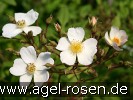 Bild der Rose 'Pleine de Grace' (Kletterrose)
