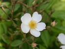 Pleine de Grace (Kletterrose) Bild der Rose 'Pleine de Grace' (Kletterrose)