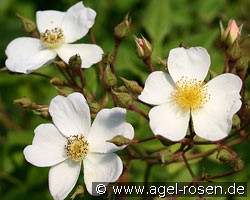 Pleine de Grace (Kletterrose) Bild der Rose 'Pleine de Grace' (Kletterrose)