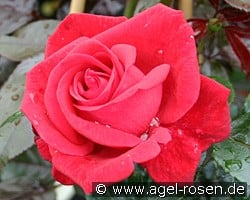 Red Flame (Kletterrose) Bild der Rose 'Red Flame' (Kletterrose)