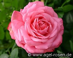 Rosanna (Kletterrose) Bild der Rose 'Rosanna' (Kletterrose)