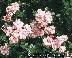 Rose Céleste (Kletterrose) Bild der Rose 'Rose Céleste' (Kletterrose)