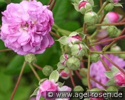 Rosemarie Viaud (Kletterrose) Bild der Rose 'Rosemarie Viaud' (Kletterrose)