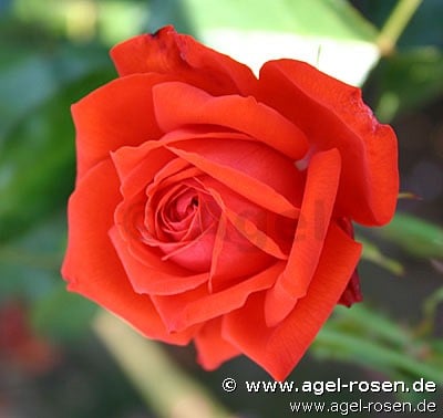 Salita (Kletterrose) Bild der Rose 'Salita' (Kletterrose)