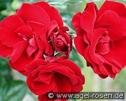 Santana (Kletterrose) Bild der Rose 'Santana' (Kletterrose)