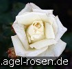 Bild der Rose 'Schneewalzer' (Kletterrose)