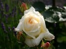 Schneewalzer (Kletterrose) Bild der Rose 'Schneewalzer' (Kletterrose)
