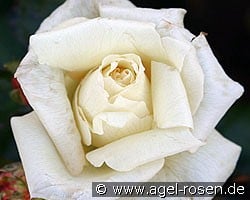 Schneewalzer (Kletterrose) Bild der Rose 'Schneewalzer' (Kletterrose)