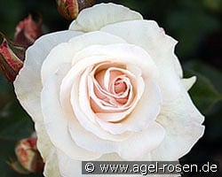 Schwanensee (Kletterrose) Bild der Rose 'Schwanensee' (Kletterrose)