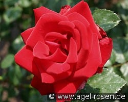 Schwarzer Samt (Kletterrose) Bild der Rose 'Schwarzer Samt' (Kletterrose)