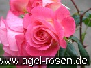 Bild der Rose 'Shogun' (Kletterrose)