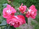 Shogun (Kletterrose) Bild der Rose 'Shogun' (Kletterrose)