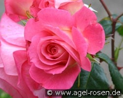 Shogun (Kletterrose) Bild der Rose 'Shogun' (Kletterrose)