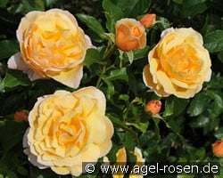 Soleil Vertical (Kletterrose) Bild der Rose 'Soleil Vertical' (Kletterrose)