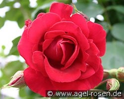Solo (Kletterrose) Bild der Rose 'Solo' (Kletterrose)