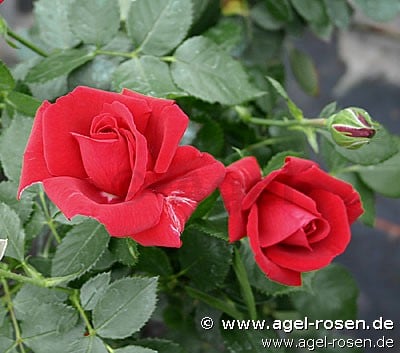 Sympathie (Kletterrose) Bild der Rose 'Sympathie' (Kletterrose)