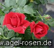 Sympathie (Kletterrose) Bild der Rose 'Sympathie' (Kletterrose)
