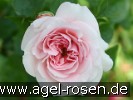 Bild der Rose 'Times Past' (Kletterrose)