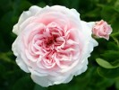 Times Past (Kletterrose) Bild der Rose 'Times Past' (Kletterrose)