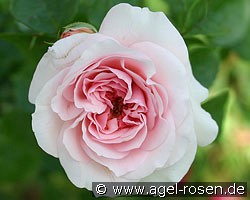 Times Past (Kletterrose) Bild der Rose 'Times Past' (Kletterrose)
