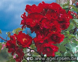 Tour Eiffel 2000 (Kletterrose) Bild der Rose 'Tour Eiffel 2000' (Kletterrose)